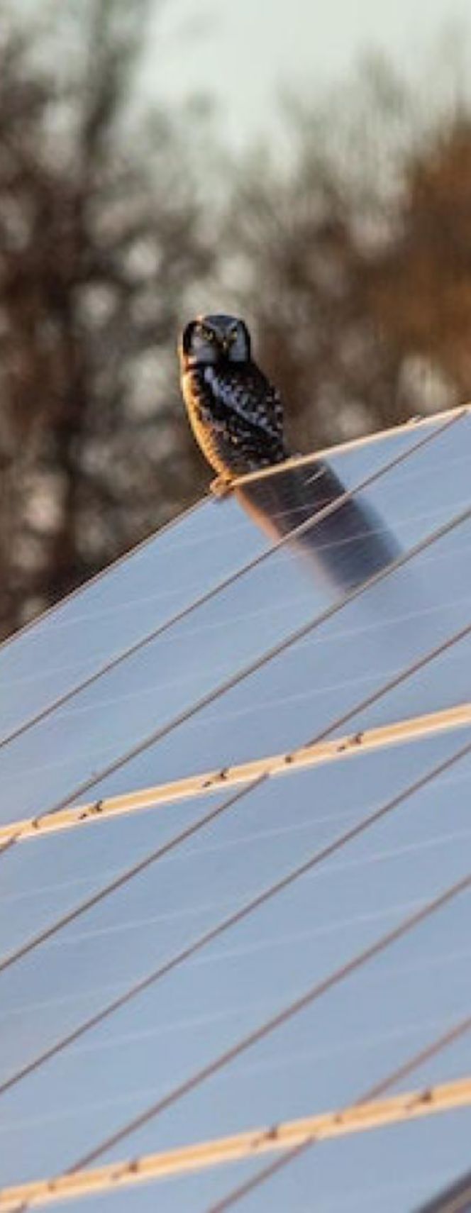 découvrez les nombreux avantages de l'énergie solaire à travers la photographie. cette source d'énergie renouvelable non seulement réduit votre empreinte carbone, mais elle offre également des économies sur vos factures d'électricité et contribue à un avenir durable. explorez comment capturer ces bénéfices dans vos projets photographiques!