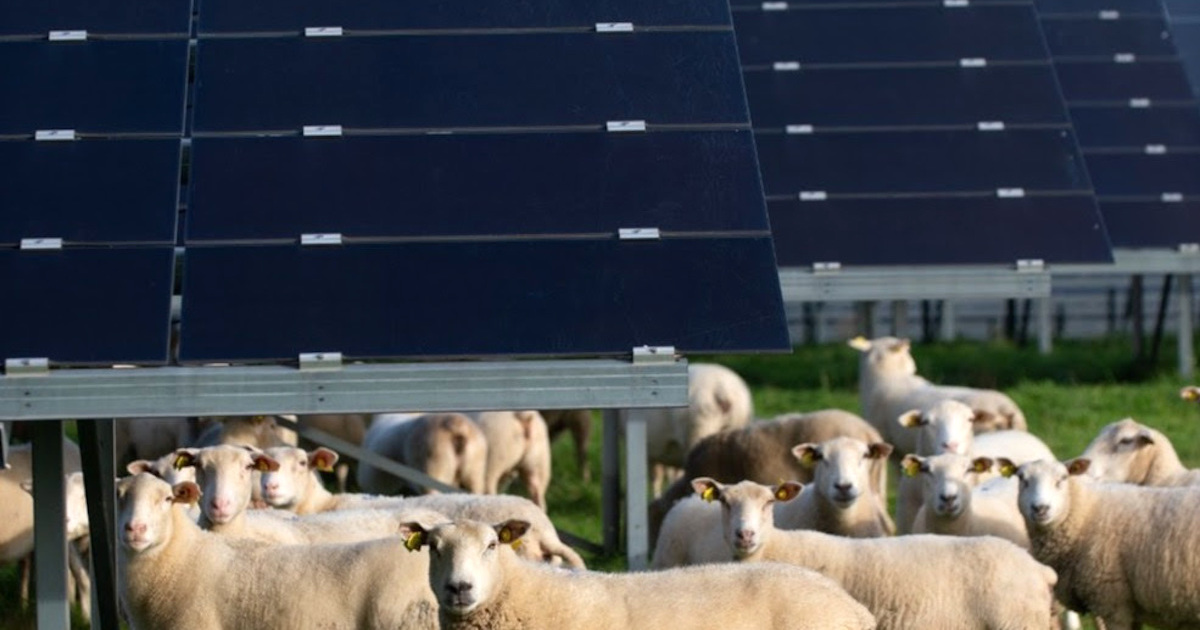 découvrez comment les panneaux solaires s'intègrent dans un écosystème durable. apprenez les avantages environnementaux, économiques et sociaux de l'énergie solaire et leur impact sur la préservation de notre planète.