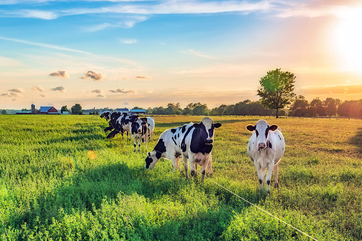 découvrez l'univers de l'agriculture, un secteur clé de notre économie et de notre alimentation. apprenez-en plus sur les techniques modernes, les enjeux environnementaux et les innovations qui façonnent l'agriculture d'aujourd'hui et de demain.