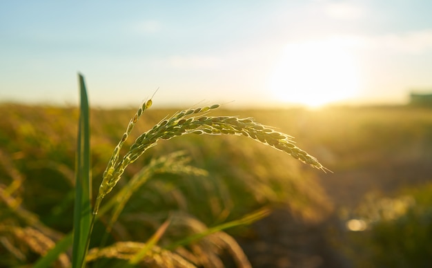 découvrez le monde fascinant de l'agriculture, un secteur vital qui nourrit la planète tout en respectant l'environnement. explorez les méthodes innovantes, les cultures durables et les enjeux contemporains qui façonnent l'avenir de cette industrie essentielle.