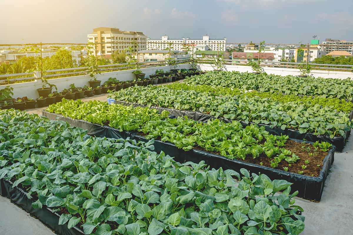 découvrez les enjeux et les innovations de l'agriculture moderne, de la culture durable aux nouvelles technologies agricoles. explorez comment l'agriculture façonne notre environnement et notre alimentation tout en répondant aux défis mondiaux.