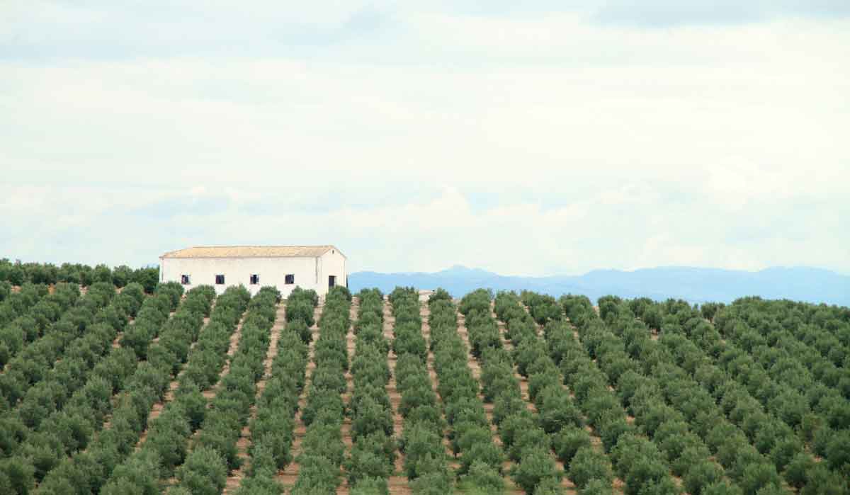découvrez les stratégies clés pour rendre votre activité agricole rentable. apprenez à optimiser vos ressources, à diversifier vos cultures et à adopter des pratiques durables pour maximiser vos profits tout en préservant l'environnement.