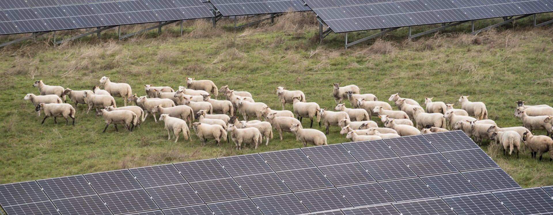 agrisolaire est une solution innovante alliant agriculture et énergie solaire, permettant aux agriculteurs d'optimiser la production tout en préservant l'environnement. découvrez comment intégrer des panneaux solaires sur votre exploitation pour une agriculture durable et économiquement viable.