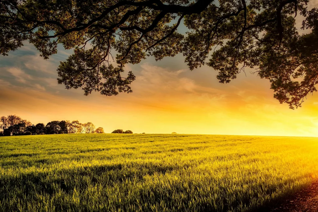 découvrez agrisolaire, l'alliance parfaite entre agriculture et énergie solaire. optimisez vos récoltes tout en produisant une énergie renouvelable durable grâce à nos solutions innovantes et adaptées aux besoins des agriculteurs. rejoignez la révolution verte avec agrisolaire.