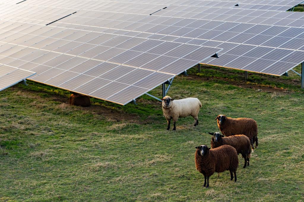 découvrez l'agro pv, une solution innovante alliant agriculture et énergies renouvelables. cet article explore comment l'intégration des panneaux photovoltaïques dans les exploitations agricoles optimise la production tout en préservant l'environnement.