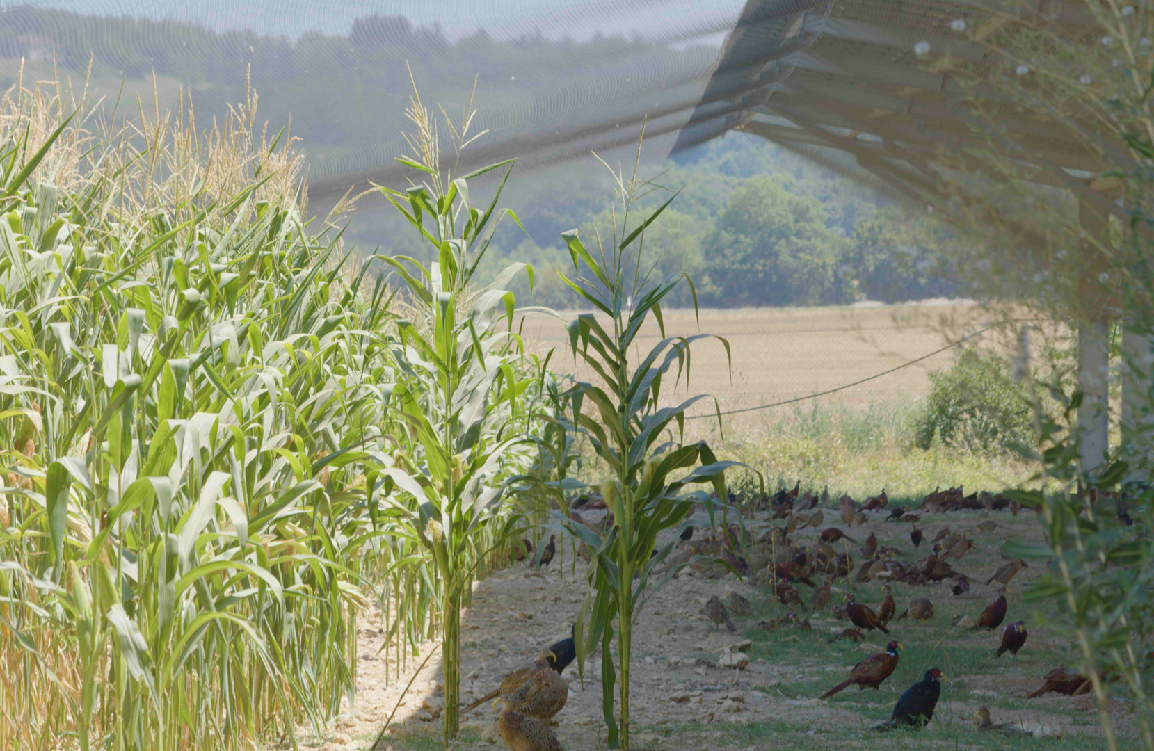 découvrez l'agrophotovoltaïque, une solution innovante qui allie agriculture et production d'énergie solaire. cette méthode durable permet d'optimiser l'utilisation des terres tout en offrant des avantages économiques pour les agriculteurs et en contribuant à la lutte contre le changement climatique.