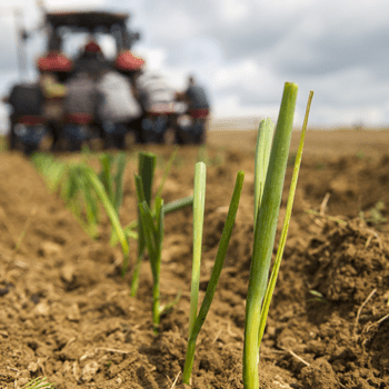 découvrez les opportunités offertes par le statut d'auto-entrepreneur agricole. informez-vous sur les démarches, les avantages et les conseils pour réussir votre activité agricole tout en profitant d'une gestion simplifiée.