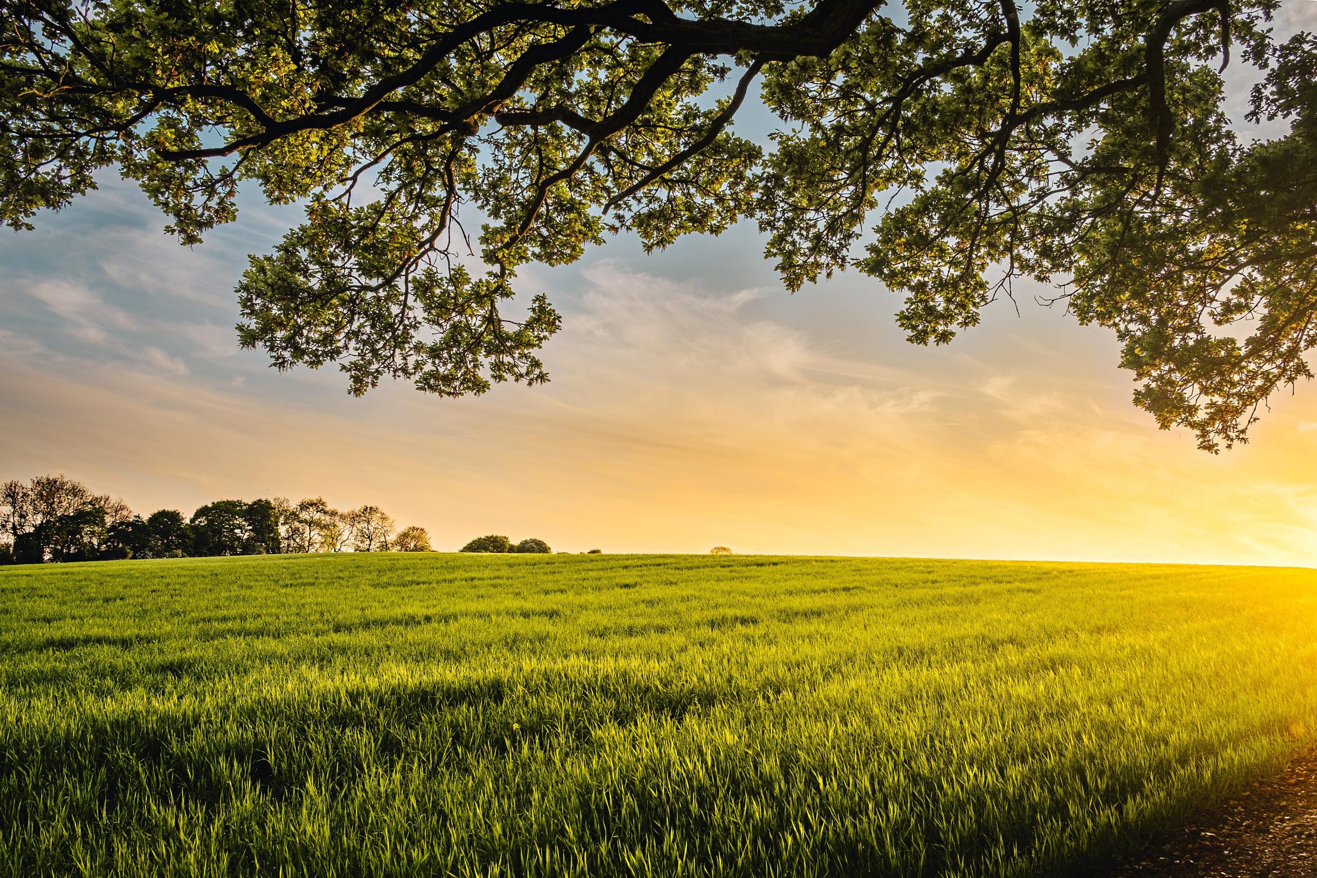 découvrez la vie à la ferme : un lieu où nature et tradition se rencontrent. explorez nos produits frais, nos animaux et nos activités agricoles. vivez une expérience authentique à la campagne.