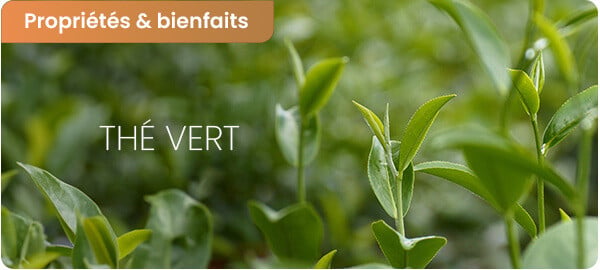 découvrez les nombreux bienfaits de l'activ'thé, une méthode innovante qui allie le plaisir du thé à des bienfaits pour la santé. apprenez comment cette pratique peut améliorer votre bien-être physique et mental, tout en vous offrant une expérience sensorielle unique.