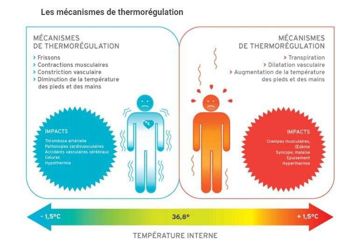 découvrez l'impact de la canicule sur la tension artérielle et comment vous protéger durant les fortes chaleurs. informez-vous sur les symptômes, conseils de prévention et stratégies pour maintenir votre bien-être en été.