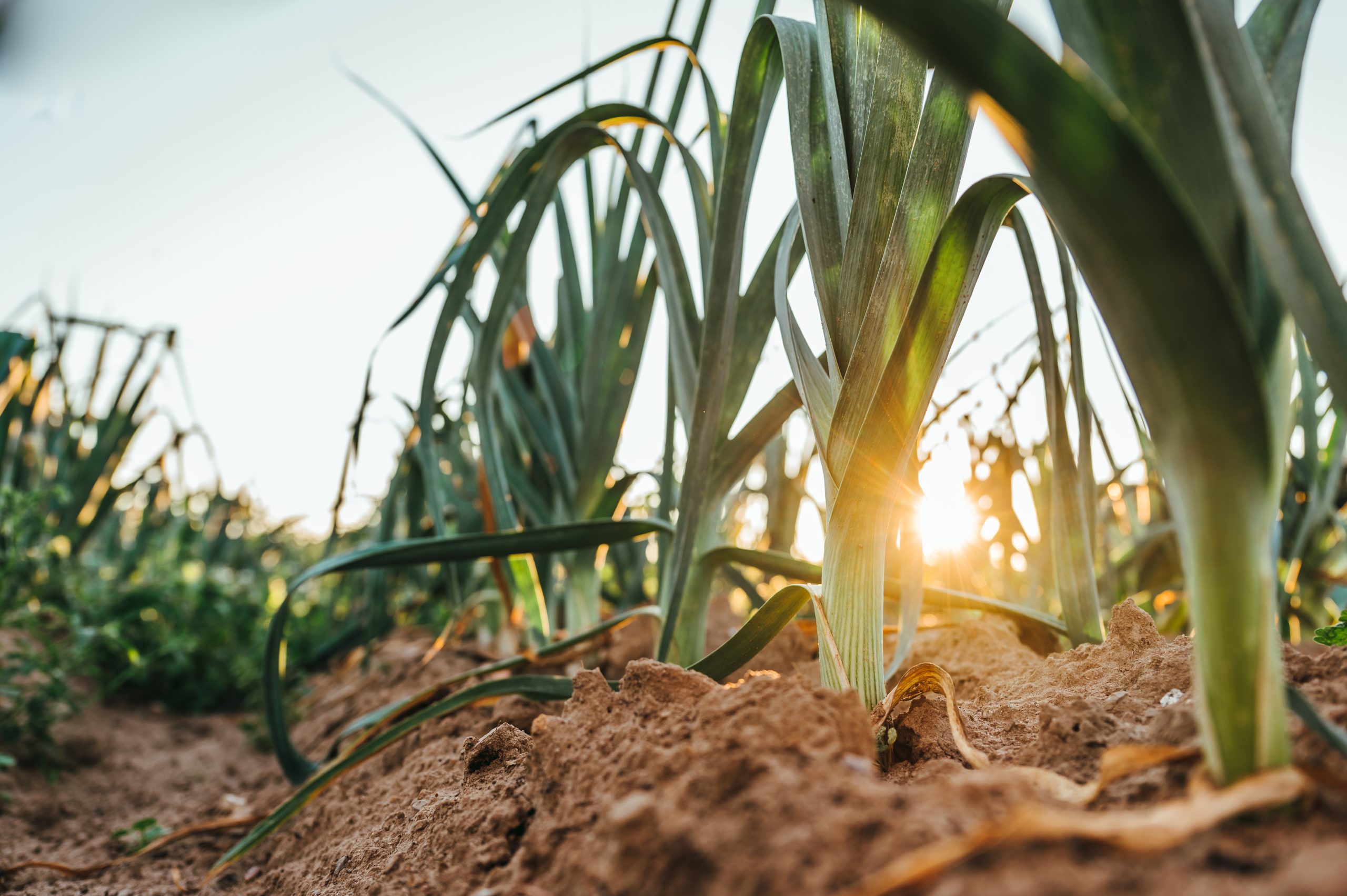 découvrez le monde de l'agriculture, ses techniques innovantes, son impact sur l'environnement et les tendances durables. explorez comment l'agriculture moderne répond aux défis alimentaires et contribue au développement économique.