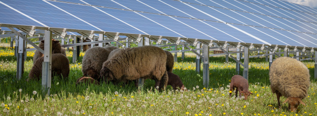 découvrez les enjeux et les conflits liés à l'installation de panneaux solaires, les impacts environnementaux, les préoccupations des communautés locales, et les solutions pour concilier énergie renouvelable et harmonie sociale.