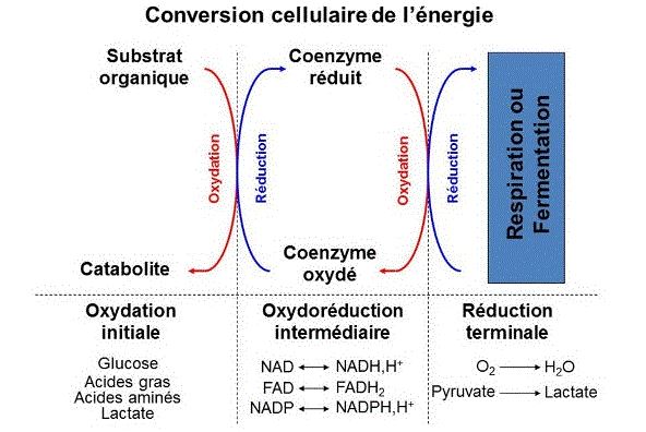 découvrez les techniques et méthodes de conversion d'énergie pour optimiser vos ressources, réduire votre empreinte carbone et favoriser un avenir durable. informez-vous sur les différentes sources d'énergie et leur transformation efficace.