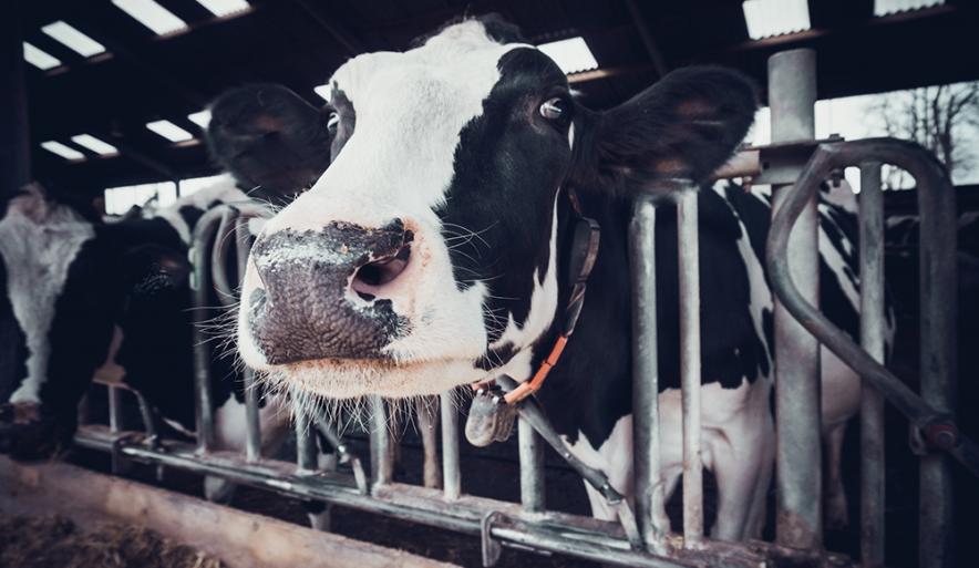 découvrez l'importance de l'éclairage agricole pour optimiser la croissance des cultures, améliorer les rendements et garantir une meilleure efficacité énergétique. explorez les solutions innovantes adaptées aux besoins des exploitations agricoles.
