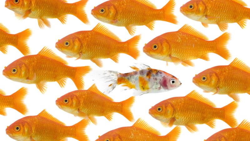 découvrez les nuances et distinctions entre divers concepts, idées ou objets avec notre guide complet sur la différence. explorez comment comprendre et analyser les différences peut enrichir votre perspective.