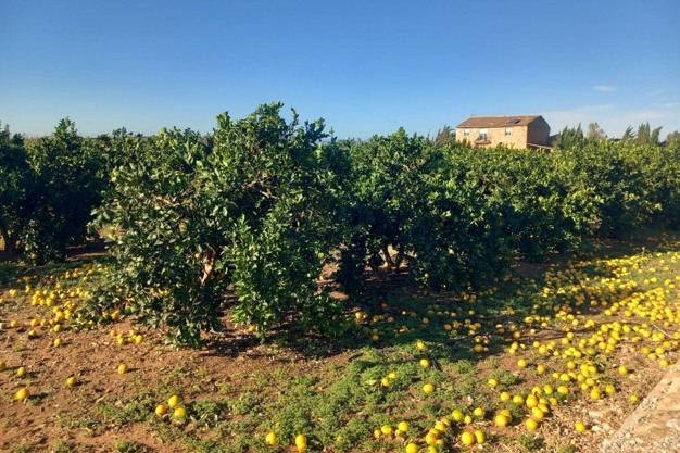 découvrez notre service d'estimation agricole, conçu pour évaluer la valeur de vos terres et cultures avec précision. profitez de notre expertise pour optimiser vos investissements et prendre des décisions éclairées. contactez-nous dès aujourd'hui pour une évaluation personnalisée.