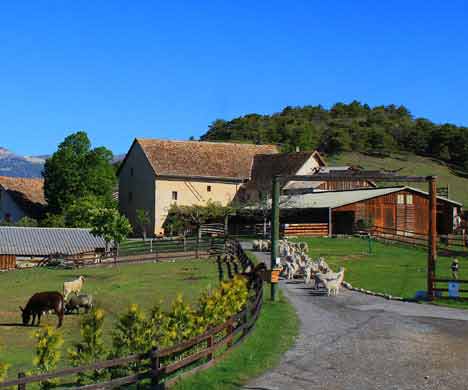 découvrez l'univers fascinant de notre ferme, un havre de paix où la nature et l'agriculture se rencontrent. explorez nos animaux, participez à nos activités agricoles et savourez des produits frais du terroir.