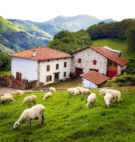 découvrez notre ferme authentique, où la nature et l'agriculture se rencontrent. participez à des activités éducatives, dégustez des produits locaux frais et vivez une expérience inoubliable au cœur de la vie rurale.