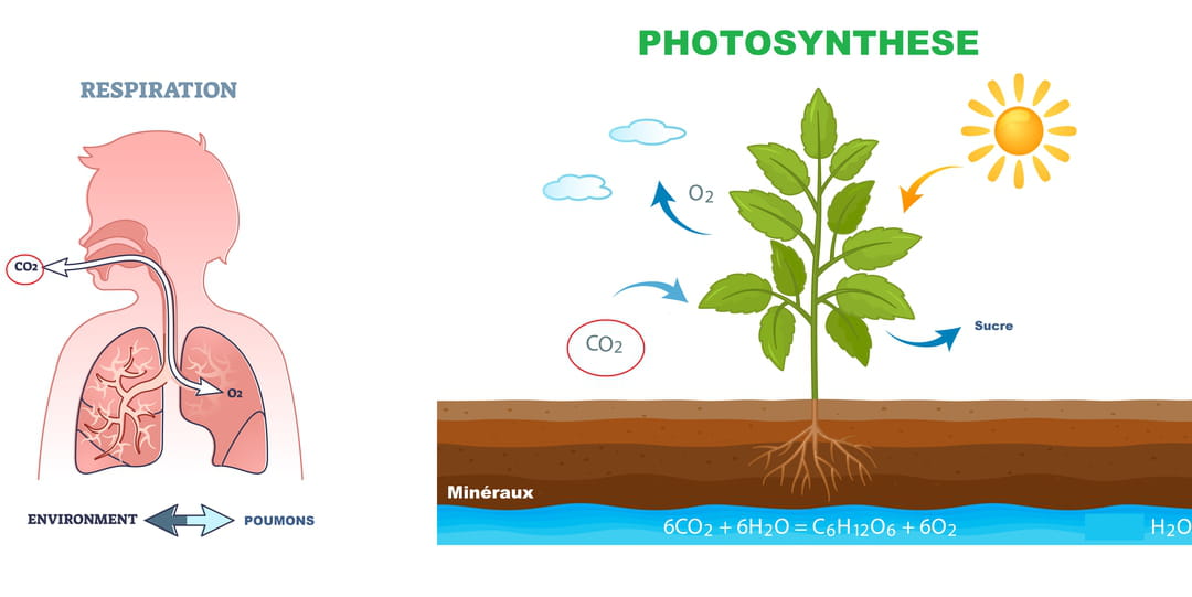 découvrez tout sur le gaz carbonique : ses caractéristiques, son rôle dans l'environnement, son impact sur le changement climatique et les solutions pour réduire son émission. informez-vous sur les enjeux écologiques liés au co2 et comment chacun peut contribuer à un avenir durable.