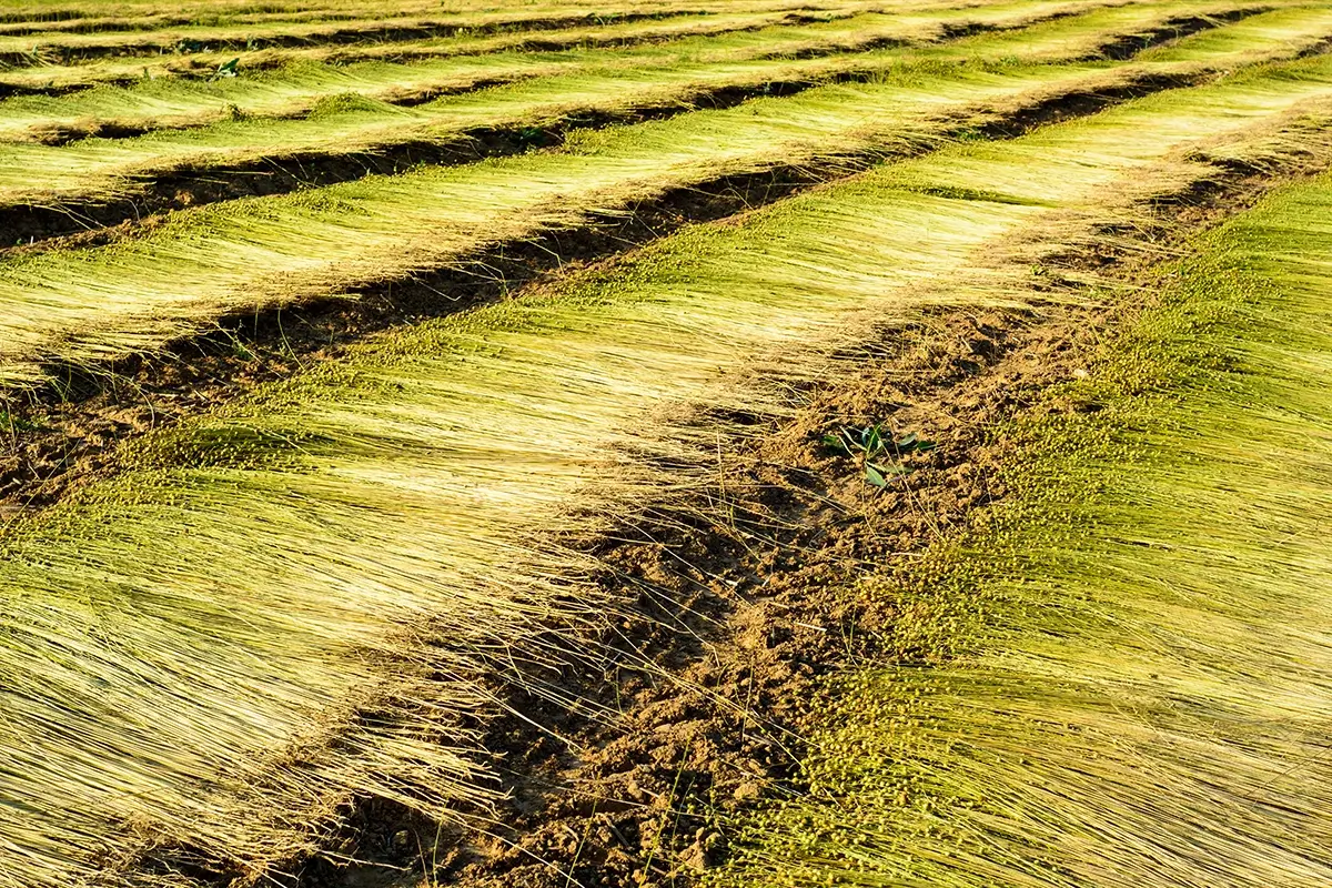 découvrez les solutions d'isolation agricole pour optimiser le confort et l'efficacité de vos installations. protégez vos cultures et vos animaux des variations climatiques tout en réduisant vos coûts énergétiques.