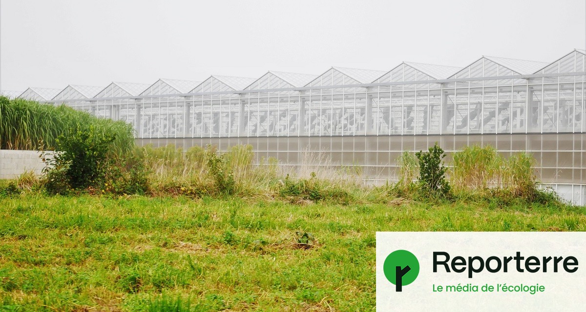 découvrez notre serre agricole, l'espace idéal pour cultiver vos plantes et optimiser vos récoltes. profitez de conseils d'experts, de matériel adapté et d'astuces pour créer un environnement favorable à vos cultures. transformez votre passion de l'agriculture en succès avec notre gamme de serres conçues pour tous les besoins.
