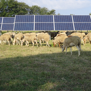 découvrez des terrains idéals pour la création de parcs photovoltaïques. maximisez votre investissement dans l'énergie solaire grâce à des emplacements stratégiques, optimisés pour la production d'énergie propre et renouvelable.