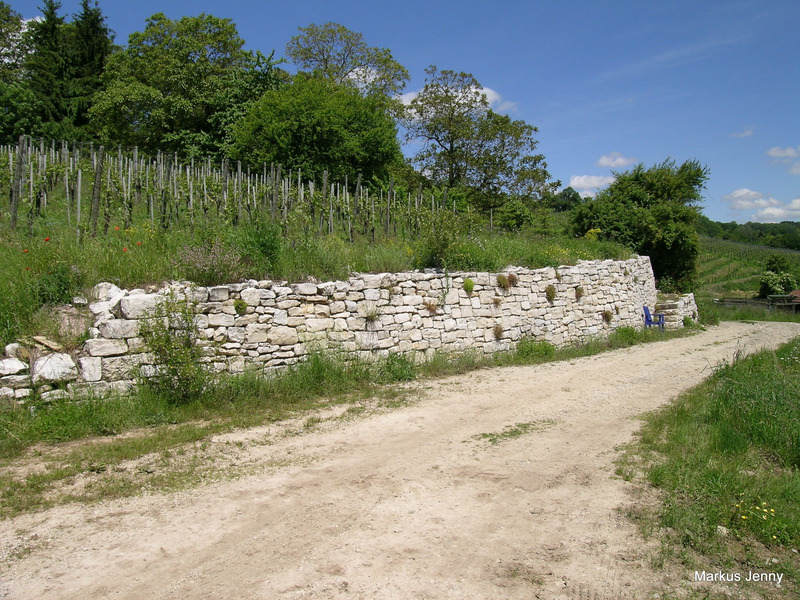 découvrez l'importance des murs agricoles pour la gestion des paysages ruraux, la protection des cultures et l'amélioration de la biodiversité. apprenez comment ces structures contribuent à l'agriculture durable et au développement des écosystèmes locaux.