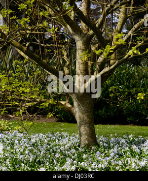 découvrez la définition du terme 'ombragée', qui désigne une zone protégée de la lumière du soleil ou une situation de refuge. apprenez-en plus sur ses usages et implications dans divers contextes.