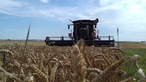 découvrez les clés pour maximiser la rentabilité de vos cultures céréalières. analyse des tendances du marché, conseils agronomiques et stratégies économiques pour optimiser vos rendements et votre revenu.