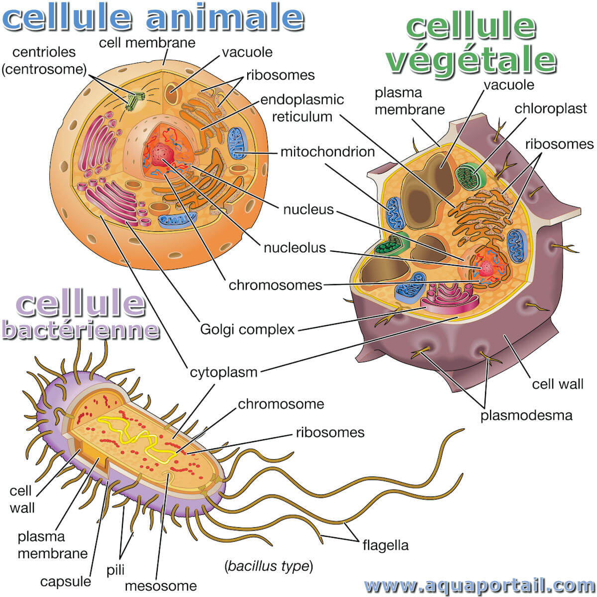 découvrez notre schéma détaillé de la cellule, illustrant ses organites et leurs fonctions. apprenez les bases de la biologie cellulaire de manière visuelle et accessible, idéal pour les étudiants et les passionnés de science.