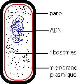 découvrez notre schéma détaillé de la cellule, illustrant ses principales structures et fonctions. idéal pour les étudiants en biologie, cette ressource vous aidera à mieux comprendre la complexité de la vie cellulaire.