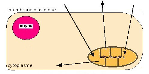 découvrez le schéma de la cellule, une représentation essentielle pour comprendre la structure et le fonctionnement des cellules vivantes. explorez les différentes parties de la cellule et leur rôle dans les processus biologiques.