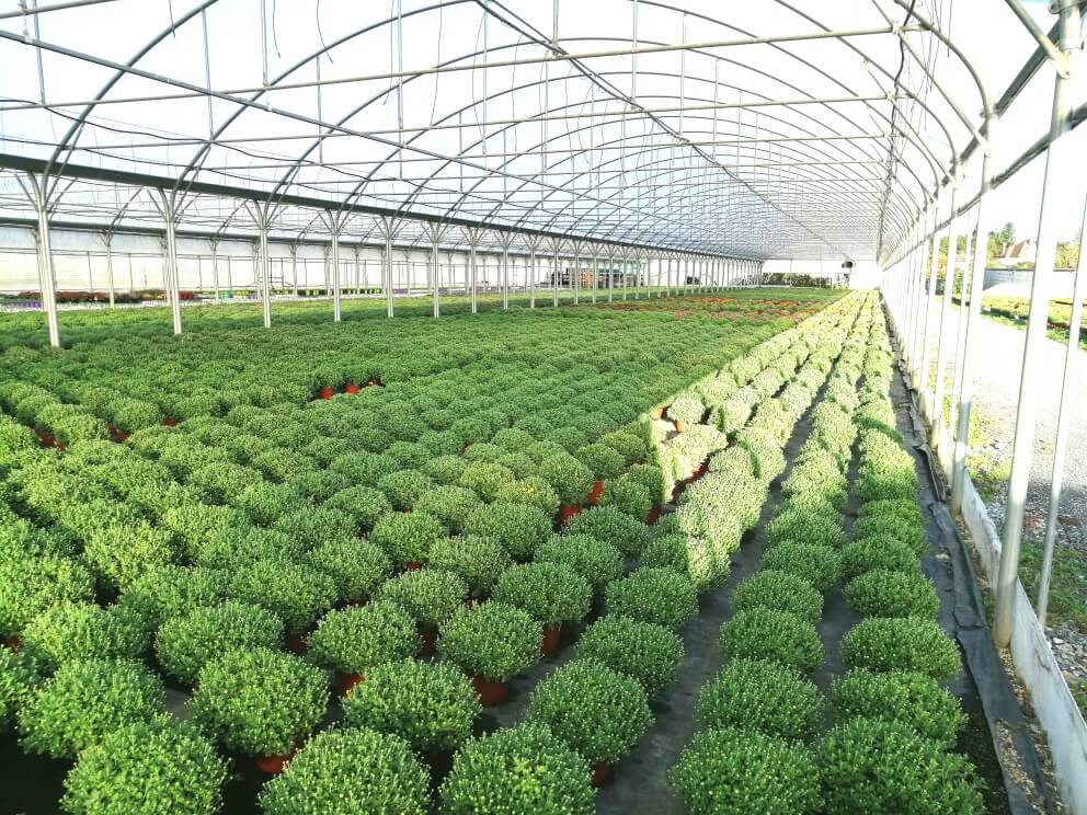 découvrez les avantages d'une serre agricole : optimisez vos cultures, protégez vos plantes des intempéries et prolongez votre saison de récolte. idéale pour les jardiniers amateurs et les agriculteurs, une serre vous permet de créer un environnement contrôlé pour maximiser vos rendements.