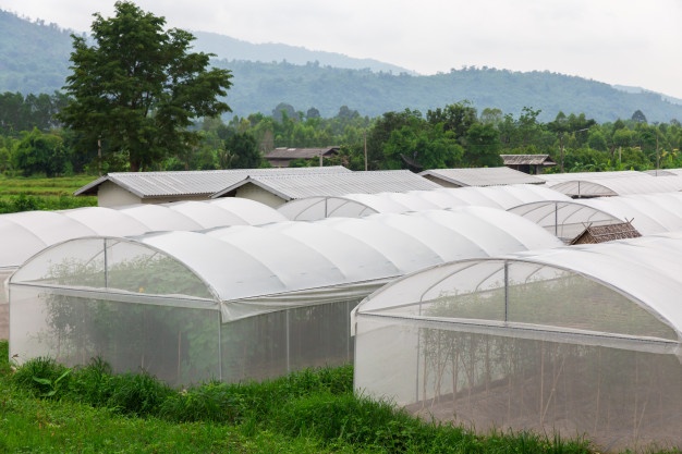 découvrez notre serre agricole, un espace optimal pour cultiver vos plantes et légumes en toute saison. profitez d'une structure performante qui garantit une croissance saine et rapide de vos cultures, tout en protégeant vos plantations des intempéries. idéale pour les jardiniers amateurs et les agriculteurs professionnels.