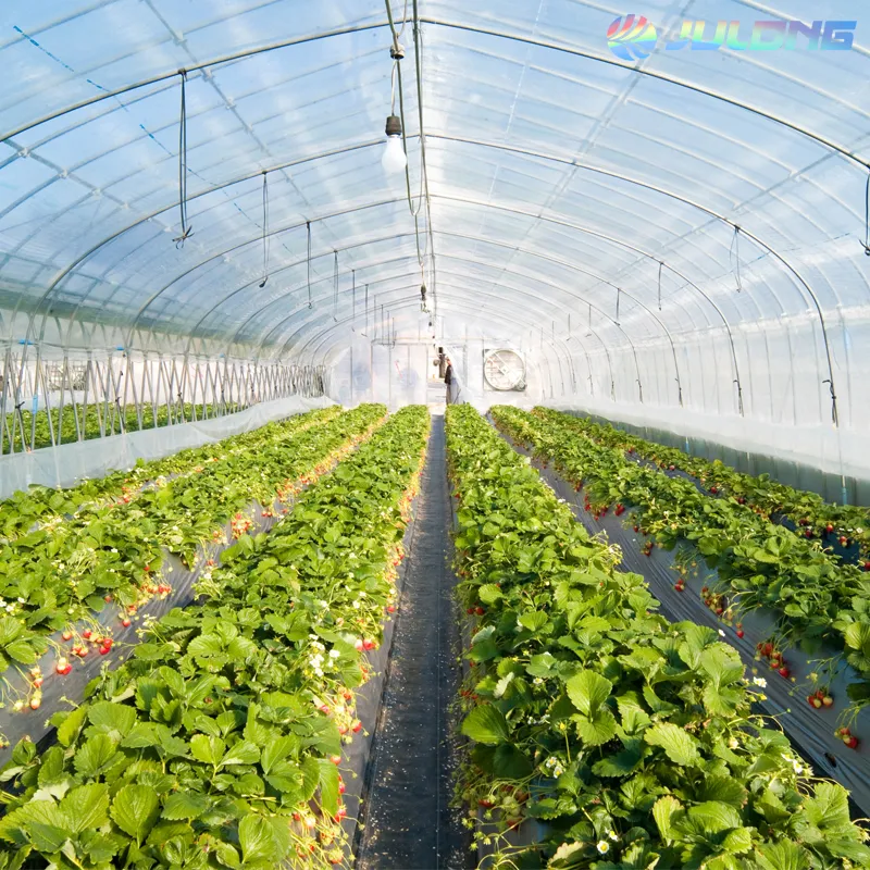 découvrez comment une serre agricole peut transformer votre production tout en protégeant vos cultures des intempéries. apprenez les différents types de serres, leurs avantages et comment optimiser votre rendement grâce à des solutions adaptées à vos besoins.