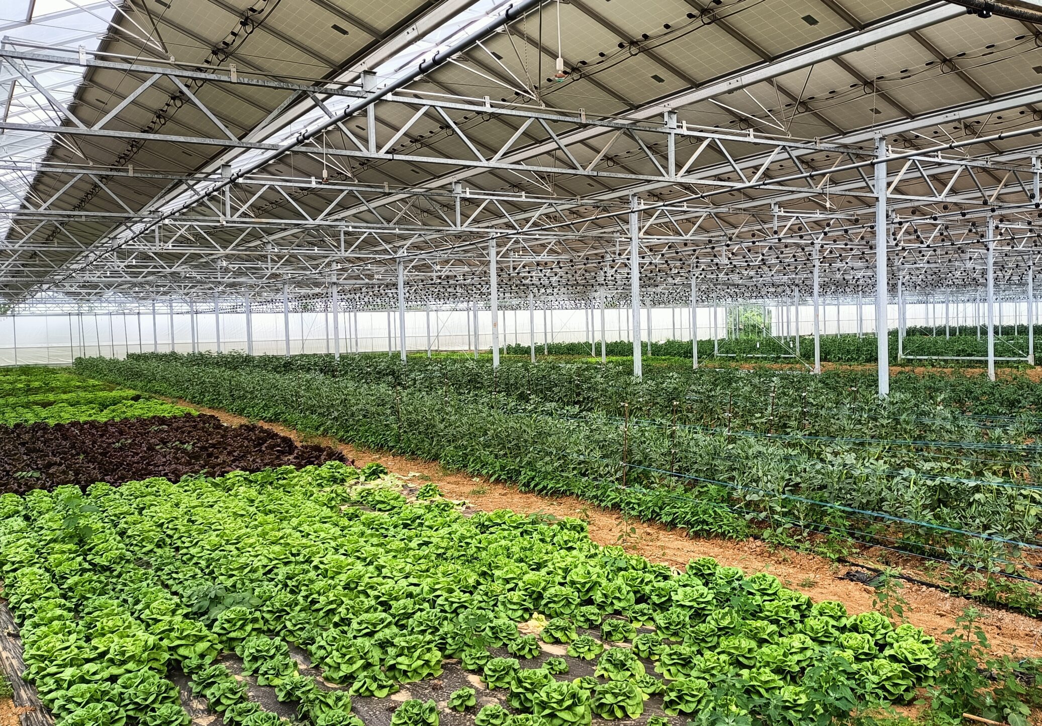 découvrez les avantages des serres solaires pour optimiser la culture de vos plantes tout en réduisant votre consommation d'énergie. apprenez comment ces structures innovantes peuvent améliorer vos rendements et protéger vos cultures des intempéries.