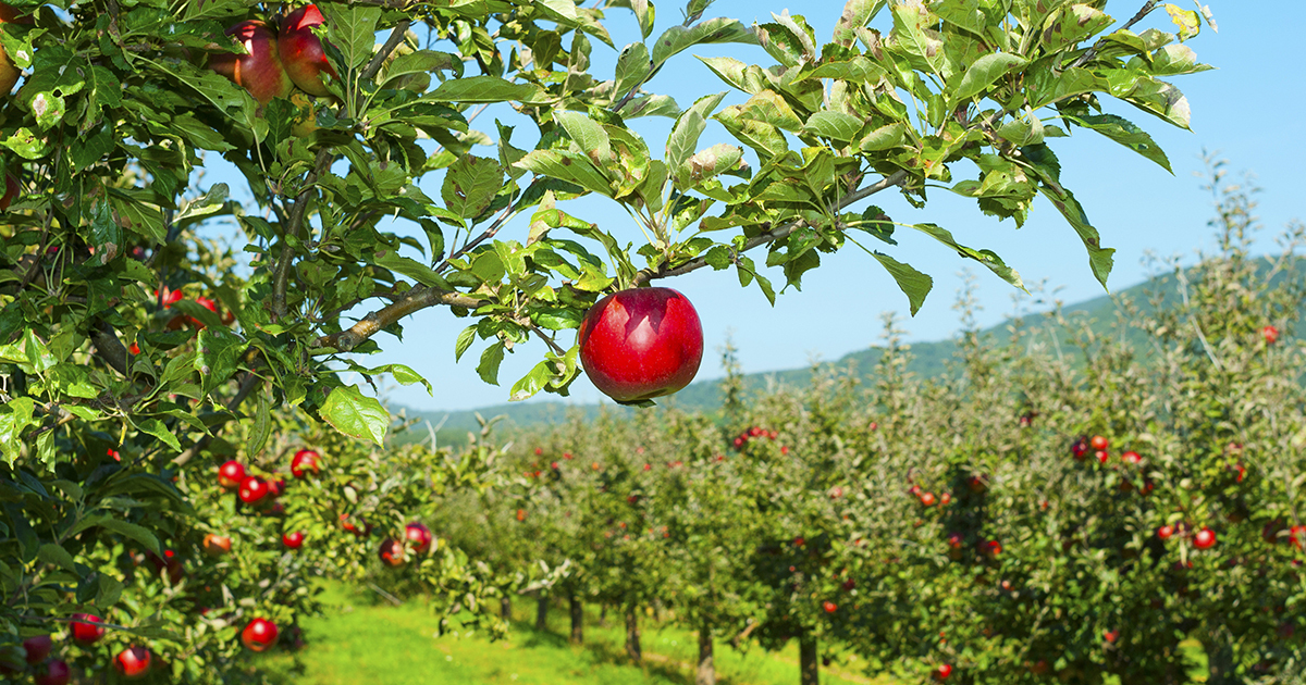 découvrez l'importance de la valeur d'exploitation agricole dans l'évaluation des performances agricoles. apprenez comment ce critère clé influence la rentabilité et la durabilité des exploitations tout en contribuant à la sécurité alimentaire.