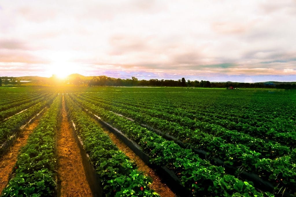 découvrez des stratégies efficaces pour valoriser votre terrain agricole, optimiser son potentiel et générer des revenus durables. apprenez à tirer parti des ressources naturelles et des techniques innovantes pour maximiser la productivité de vos terres.
