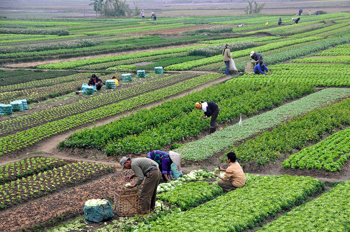 découvrez le monde fascinant de l'agriculture, ses techniques innovantes, ses enjeux environnementaux et son rôle essentiel dans notre quotidien. explorez les pratiques durables et les avancées technologiques qui façonnent l'avenir de ce secteur vital.