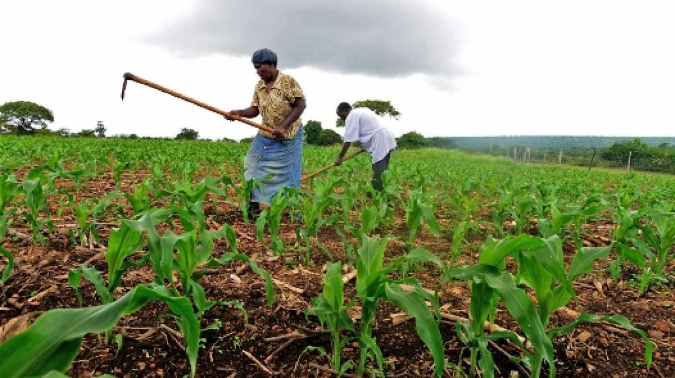 découvrez les enjeux et les innovations de l'agriculture moderne. explorez les pratiques durables, les technologies émergentes et les défis auxquels le secteur agricole fait face pour nourrir la population mondiale tout en préservant l'environnement.