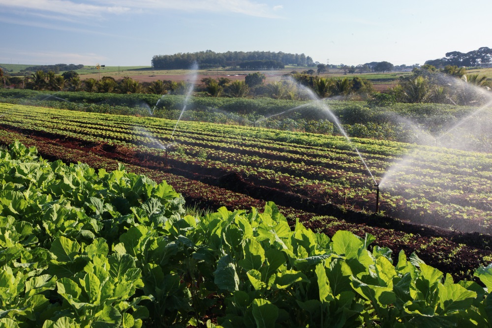 découvrez les stratégies et pratiques d'une agriculture rentable qui maximisent les rendements tout en respectant l'environnement. apprenez à optimiser vos cultures et à assurer la viabilité économique de votre exploitation.