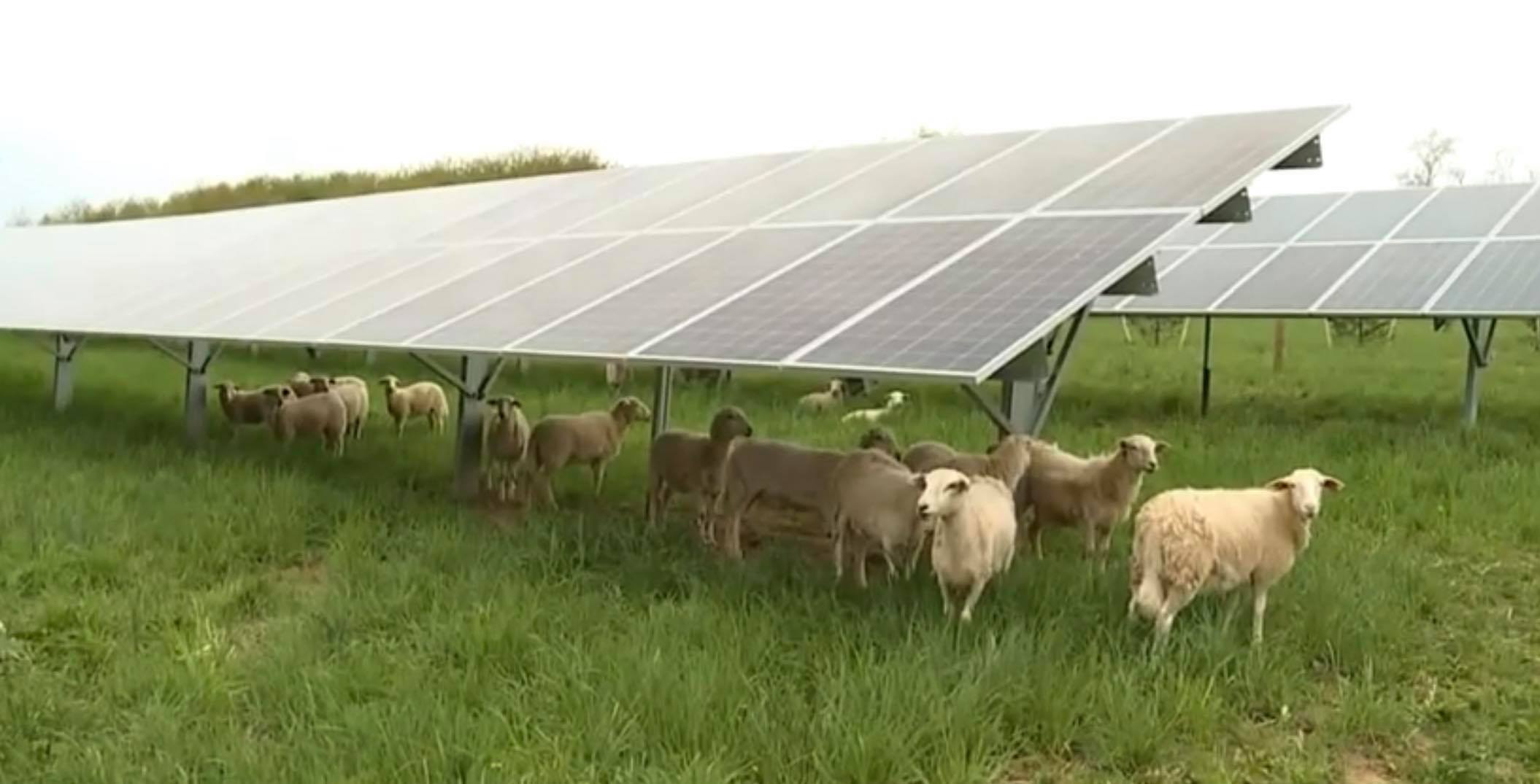découvrez l'agro-voltaïque, une innovation durable qui combine agriculture et énergie solaire. cette technique révolutionnaire optimise l'utilisation des terres, améliore la production alimentaire et réduit l'empreinte carbone, tout en offrant une source d'énergie renouvelable.