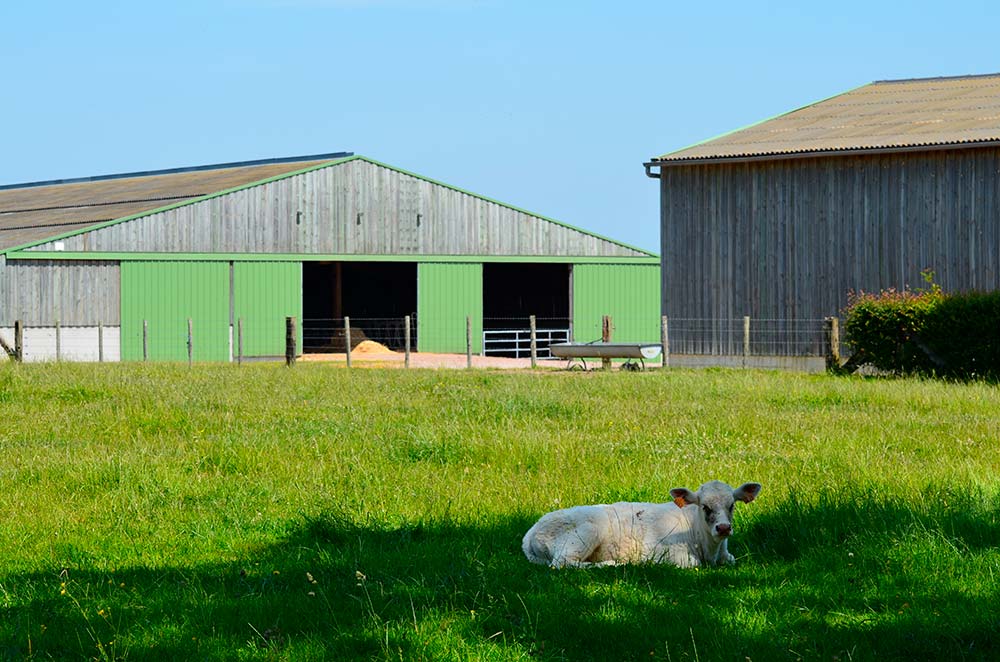 découvrez notre guide sur les bâtiments agricoles économiques, conçus pour optimiser vos coûts tout en garantissant efficacité et durabilité. explorez des solutions innovantes pour améliorer votre exploitation agricole.