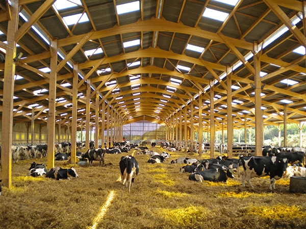 découvrez tout sur le bois agricole : ses avantages, ses utilisations et les meilleures pratiques de gestion. apprenez comment le bois contribue à l'agriculture durable et à la préservation de l'environnement.