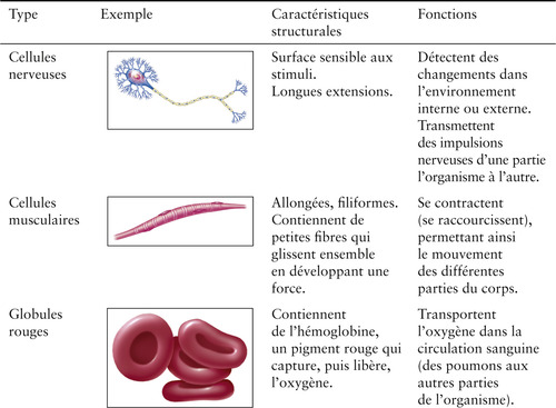 découvrez tout sur la cellule, unité fondamentale de la vie, ses structures, fonctions et processus essentiels à la santé et au développement des organismes.