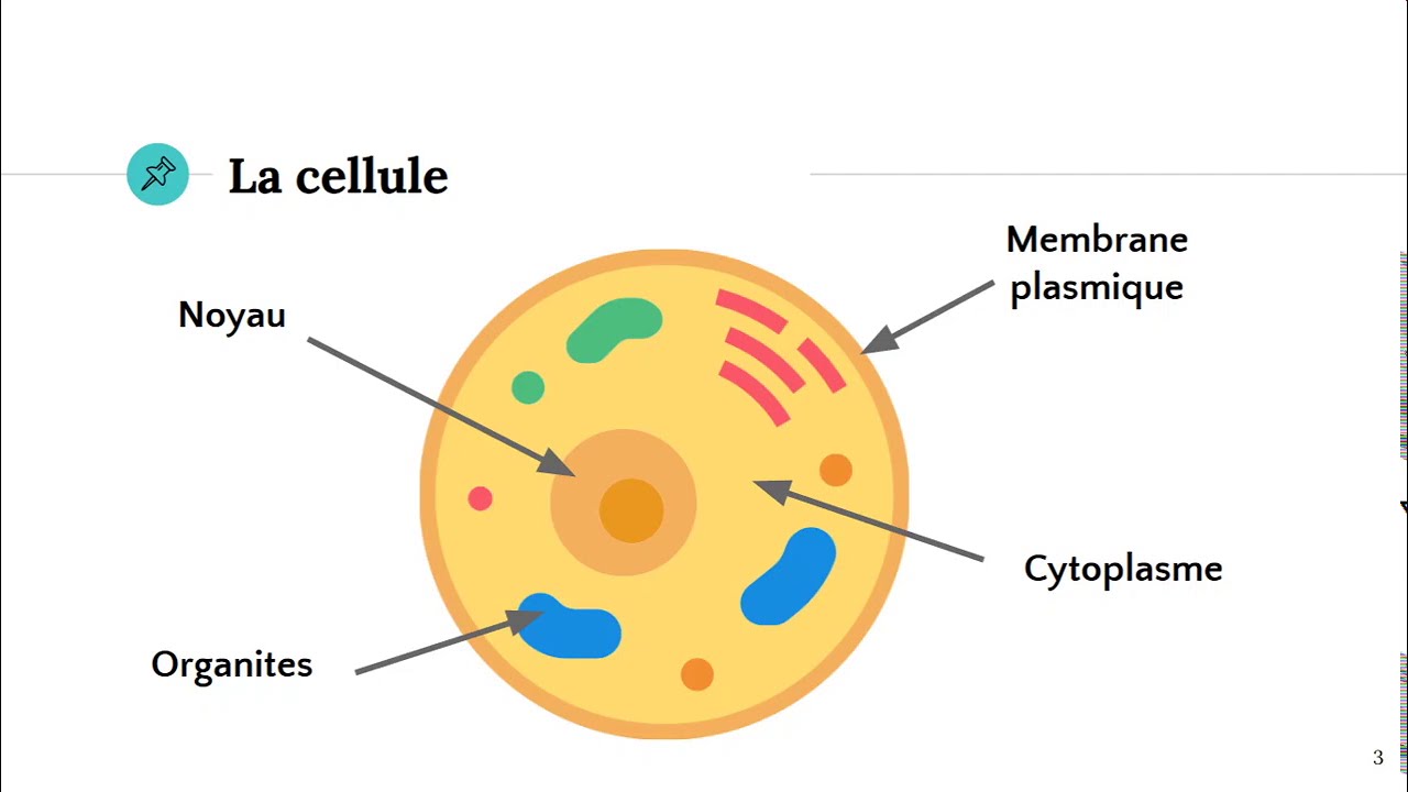 découvrez l'univers fascinant des cellules, les unités fondamentales de la vie. explorez leur structure, leur fonction, et leur importance cruciale dans le maintien de la vie sur terre.