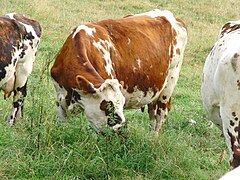 découvrez l'âme de la normandie, une région emblématique de la france, connue pour ses paysages époustouflants, ses plages pittoresques, sa gastronomie riche, et son histoire fascinante. plongez dans la culture normande à travers ses traditions, ses monuments historiques et son art de vivre unique.