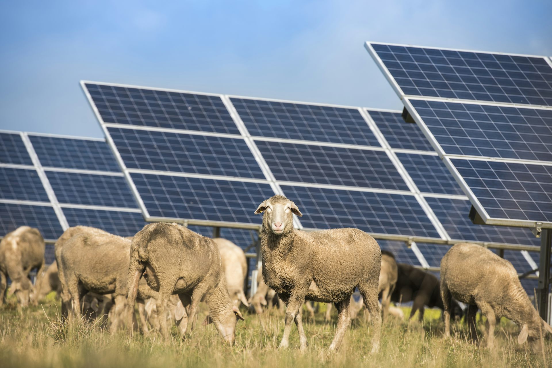 découvrez les champs solaires, une solution durable et innovante pour la production d'énergie renouvelable. apprenez-en plus sur leur impact environnemental, les technologies utilisées et comment ils contribuent à un avenir énergétique plus vert.