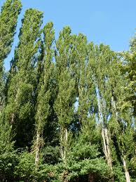commandez vos peupliers en ligne pour embellir votre jardin ou vos espaces verts. profitez de notre large sélection d'arbres de qualité et des conseils de notre équipe d'experts pour une plantation réussie.