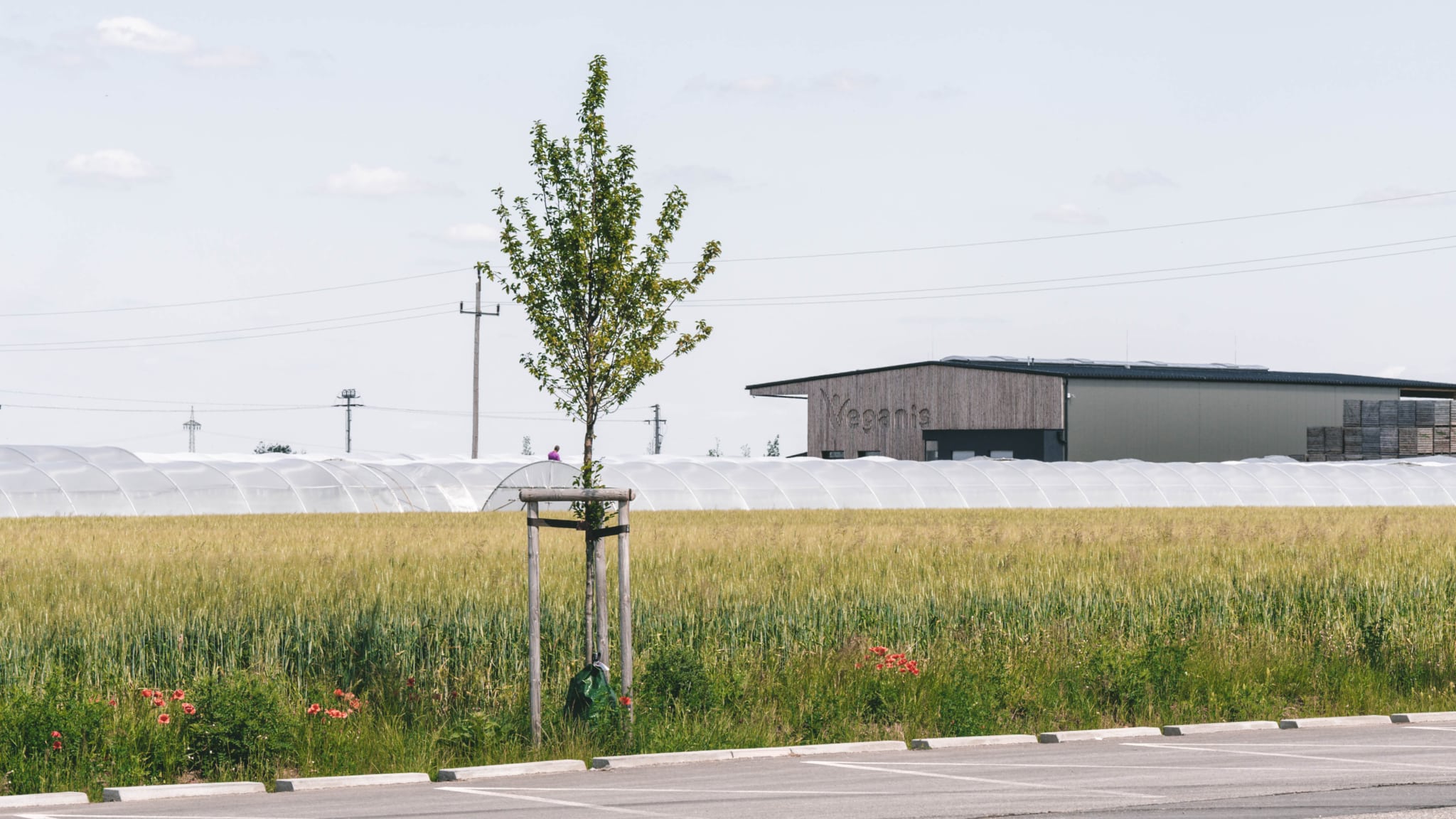 découvrez notre expertise en tant que constructeur bois agricole, spécialisé dans la conception et la réalisation de structures en bois pour vos projets agricoles. alliant durabilité et esthétisme, nous vous accompagnons dans la création de bâtiments adaptés à vos besoins.